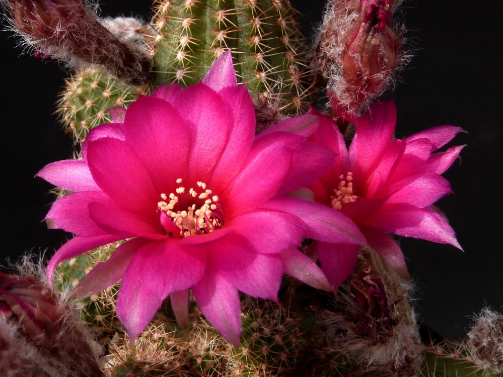 Chamaecereus